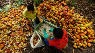 صورة شركة شوكولاتة شهيرة تتهم بالربح من عمالة الأطفال!