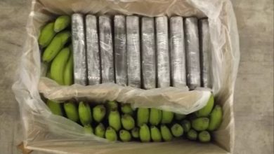صورة المخدرات: ضبط كوكايين بقيمة 302 مليون جنيه إسترليني في شحنة موز ببريطانيا